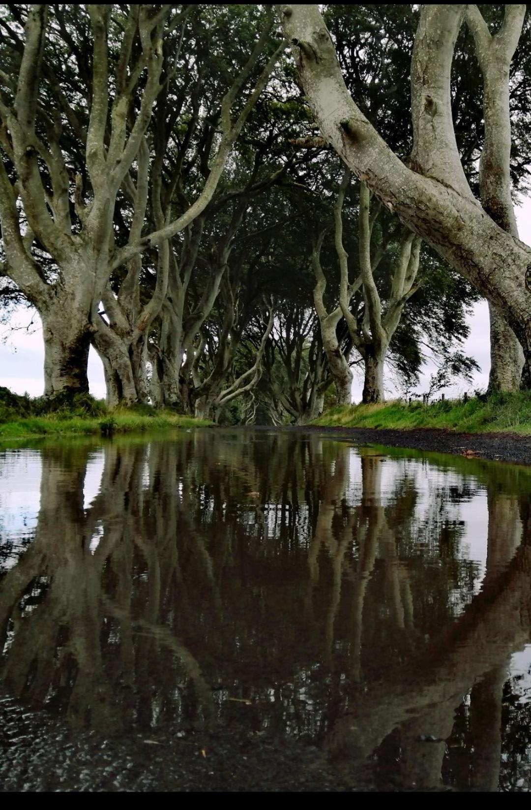 Doughery Den The Dark Hedges Hideaway Armoy Экстерьер фото
